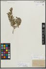 Foto von Salix repens subsp. incubacea (L.) A. Neumann
